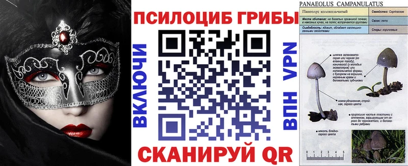 Купить  Карталы  Галлюциногенные грибы Psilocybine cubensis 